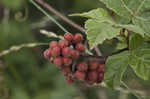 Fragrant sumac